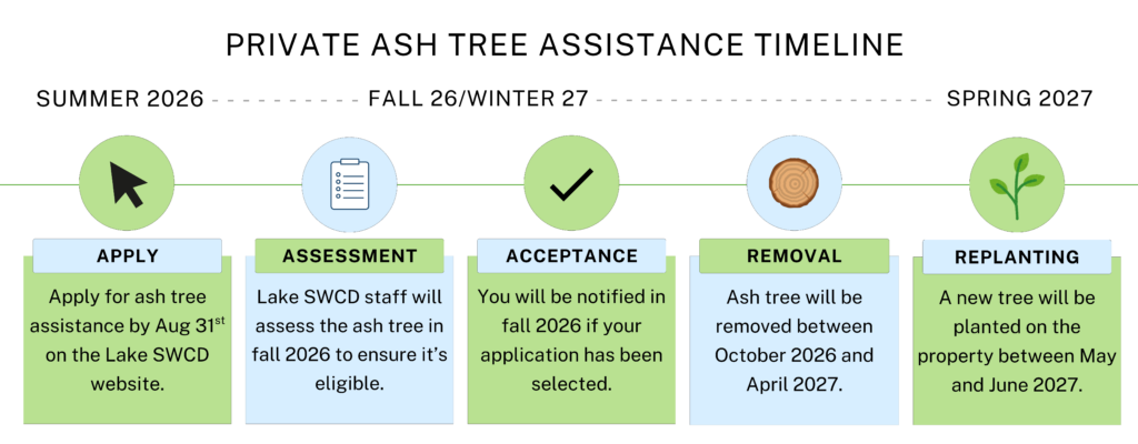 Graphic depicting the private ash tree assistance timeline - Summer 2026: Apply; Fall 2026/Winter 2027: Assessment, Acceptance, Removal; Spring 2027: Replanting